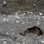 America’s rats are getting desperate amid coronavirus pandemic