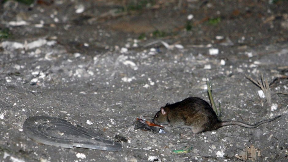 America’s rats are getting desperate amid coronavirus pandemic