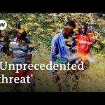 Second wave of locusts in Africa expected to be 20 times worse | DW News