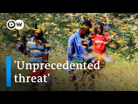 Second wave of locusts in Africa expected to be 20 times worse | DW News