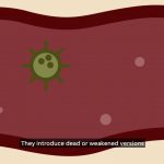 Nearly one-third of Americans believe a coronavirus vaccine exists and is being withheld, survey finds