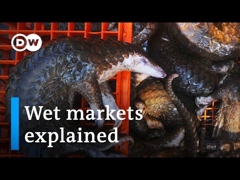 Will the coronavirus pandemic force China to close wildlife markets? | DW News