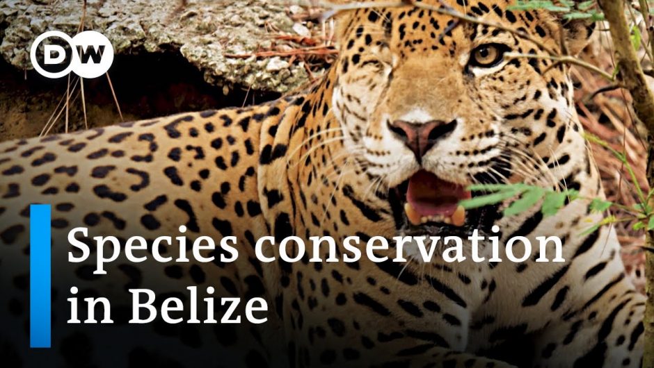 Belize: Animal protection during the coronavirus pandemic | Global Ideas