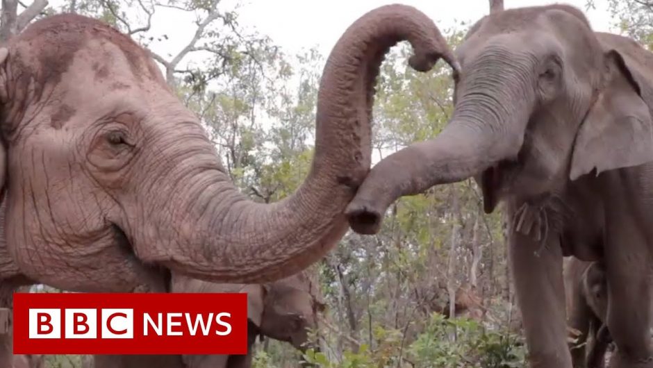 Elephants flee to survive coronavirus starvation – BBC News