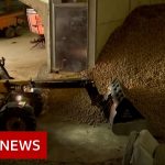 Coronavirus: Potato mountains and rotten cheese – BBC News