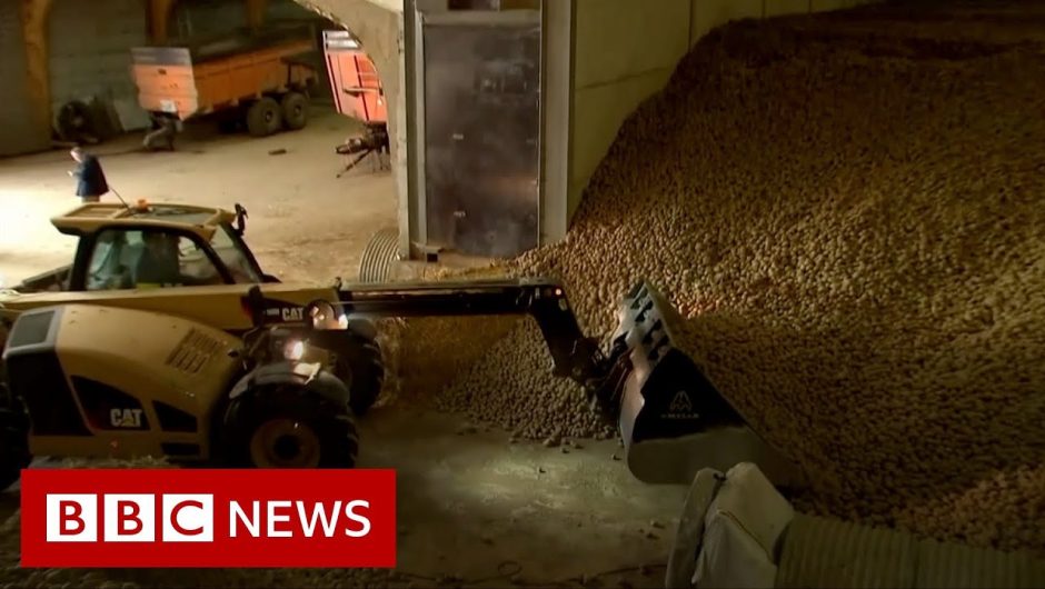 Coronavirus: Potato mountains and rotten cheese – BBC News