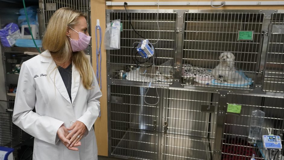 COVID-19 pet boom has veterinarians backlogged, burned out