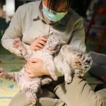 COVID-19 Has Slashed Asia’s Appetite for Wild Animals, a New Report Finds