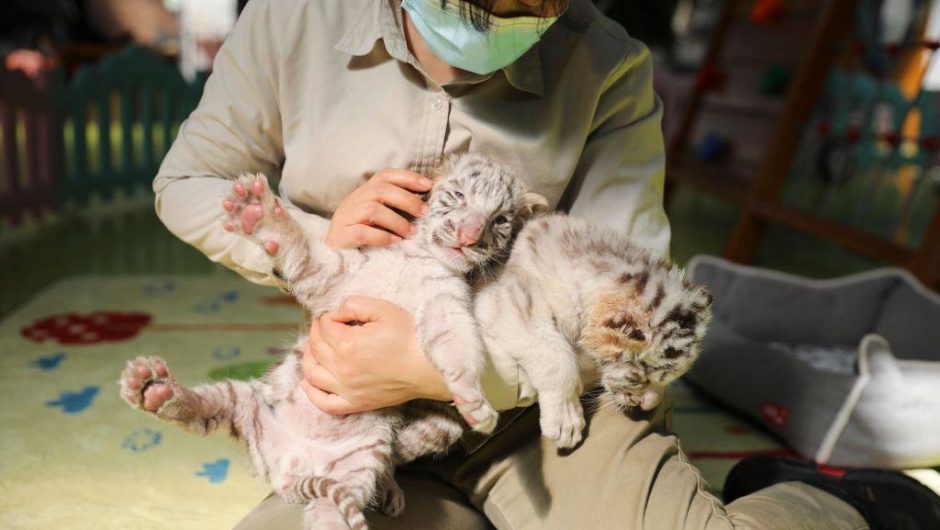 COVID-19 Has Slashed Asia’s Appetite for Wild Animals, a New Report Finds