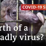 Did the coronavirus jump to humans through trade in exotic animals in China? | COVID-19 Special