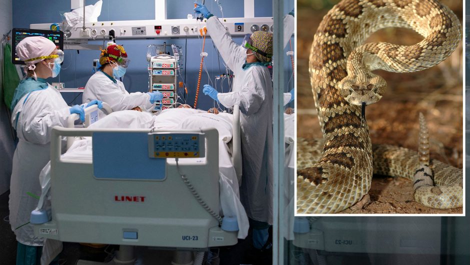 COVID-19 is like getting a rattlesnake bite: study
