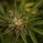 COVID-19 breakthrough cases linked to smoking marijuana, study finds