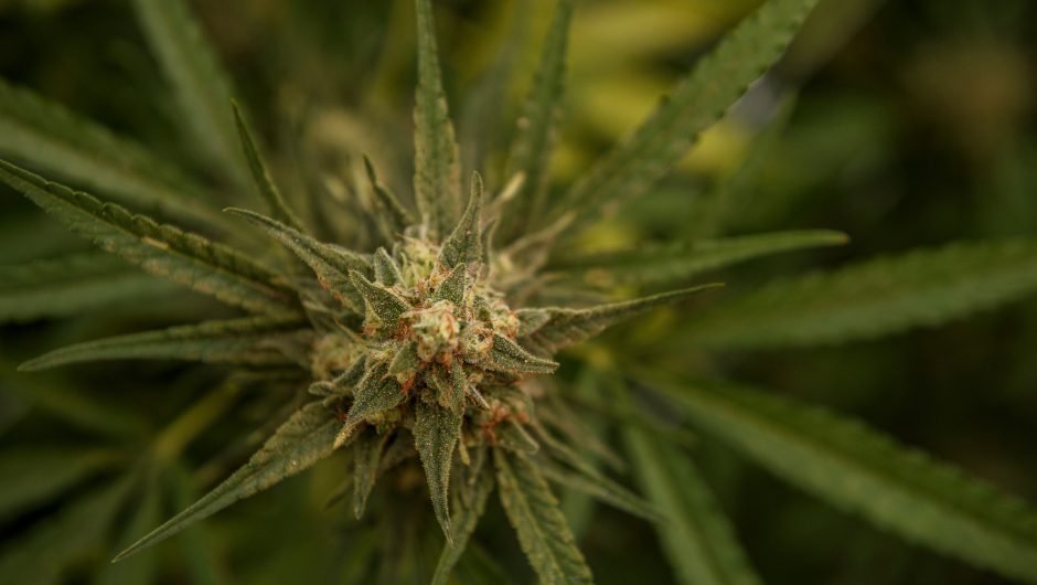 COVID-19 breakthrough cases linked to smoking marijuana, study finds
