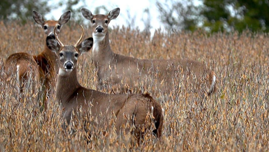 A coronavirus outbreak in Iowa deer is prompting scientists to worry if the animals could be a reservoir for the virus in the long term