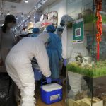 Thousands in Hong Kong volunteer to adopt hamsters amid COVID-19 fears
