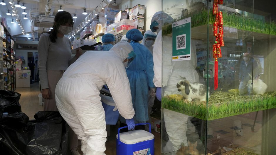 Thousands in Hong Kong volunteer to adopt hamsters amid COVID-19 fears