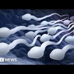 Male contraceptive pill a real possibility, say scientists – BBC News