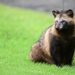 Raccoon dogs did not start COVID-19, new study says